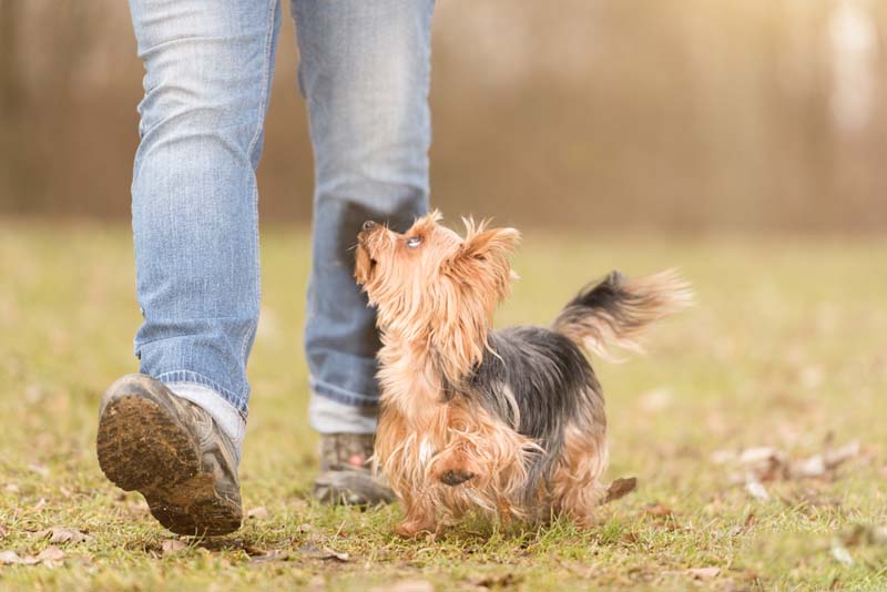 Familienhunde