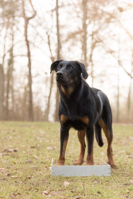 Hund Aria