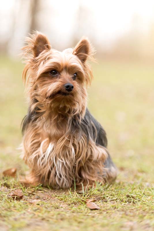 Hund Leon
