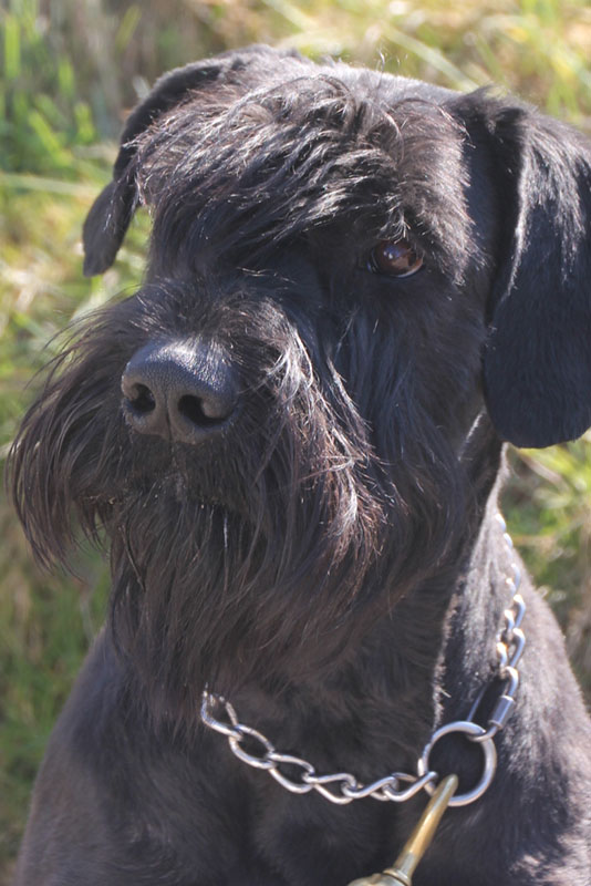 Hund Apoll