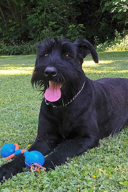 Hund Invicta