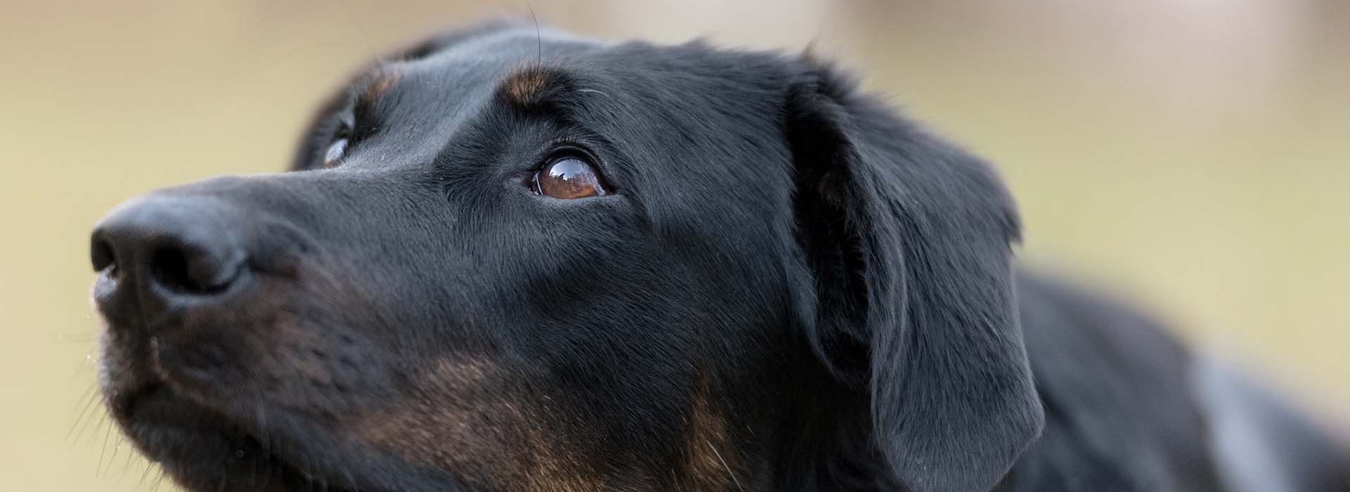 Hund